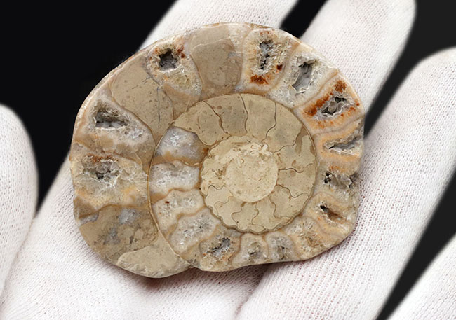 レア！イギリス・ドーセット産、１億９０００万年前のアンモナイト、パーキンソニア（Parkinsonia）のハーフカット標本（その3）