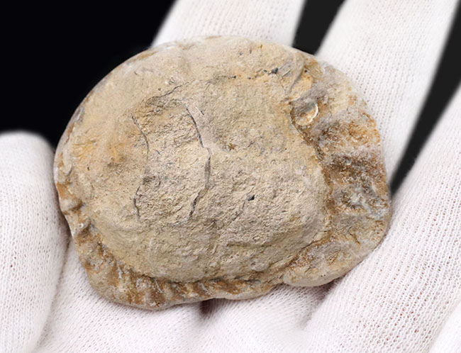 レア！イギリス・ドーセット産、１億９０００万年前のアンモナイト、パーキンソニア（Parkinsonia）のハーフカット標本（その4）