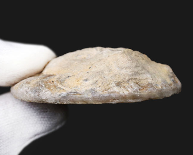 レア！イギリス・ドーセット産、１億９０００万年前のアンモナイト、パーキンソニア（Parkinsonia）のハーフカット標本（その5）