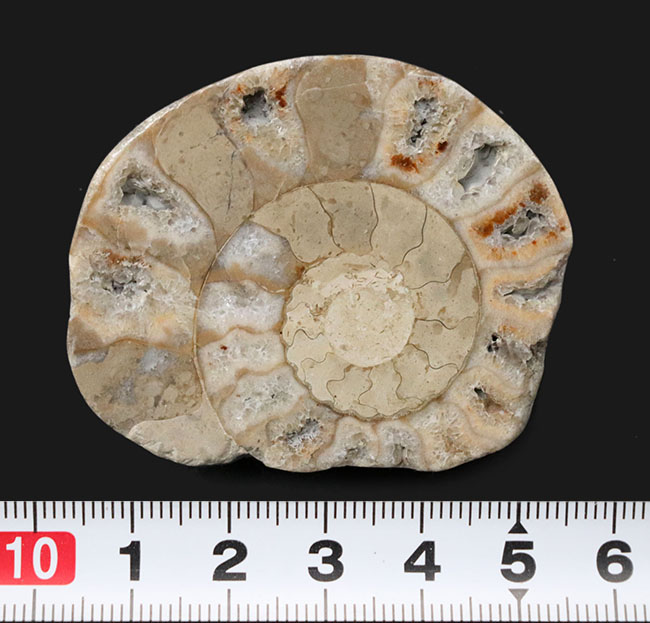レア！イギリス・ドーセット産、１億９０００万年前のアンモナイト、パーキンソニア（Parkinsonia）のハーフカット標本（その6）