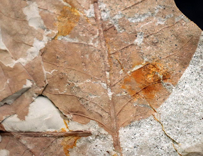 ２０２１年最初のマニアックシリーズ！立体的な葉柄にご注目ください！兵庫県産ヌマミズキ属の木の葉化石（その3）