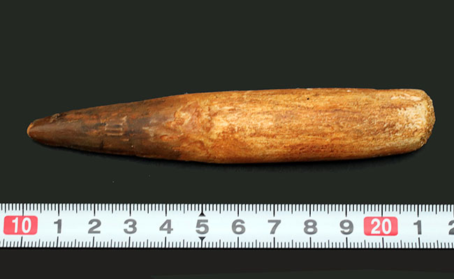 およそ1億年前の現在の北アフリカに棲息していた、恐竜、スピノサウルス(Spinosaurus)の長い歯化石(その8)