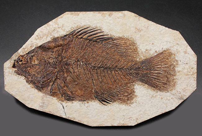 ５０００万年前の絶滅古代魚、グリーン・リバーフォーメーションの主的存在、古代魚、プリスカカラ(Priscacara liops)（その1）