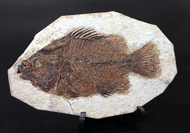 今季一番 化石魚プリスカカラ 壁掛額入り - アンティーク/コレクション