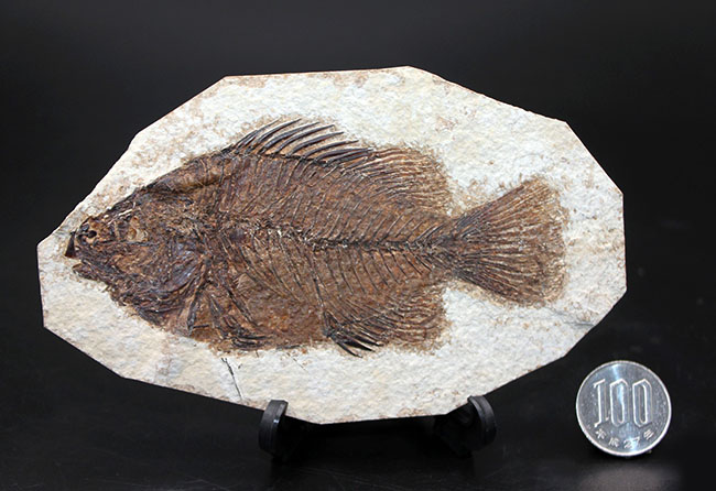 ５０００万年前の絶滅古代魚、グリーン・リバーフォーメーションの主的存在、古代魚、プリスカカラ(Priscacara liops)（その12）