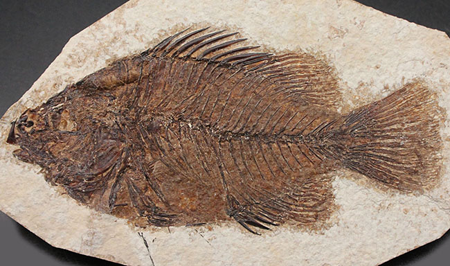 ５０００万年前の絶滅古代魚、グリーン・リバーフォーメーションの主的存在、古代魚、プリスカカラ(Priscacara liops)（その2）