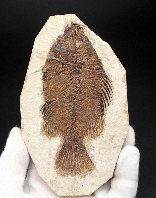 ５０００万年前の絶滅古代魚、グリーン・リバーフォーメーションの主的存在、古代魚、プリスカカラ(Priscacara liops)（その3）