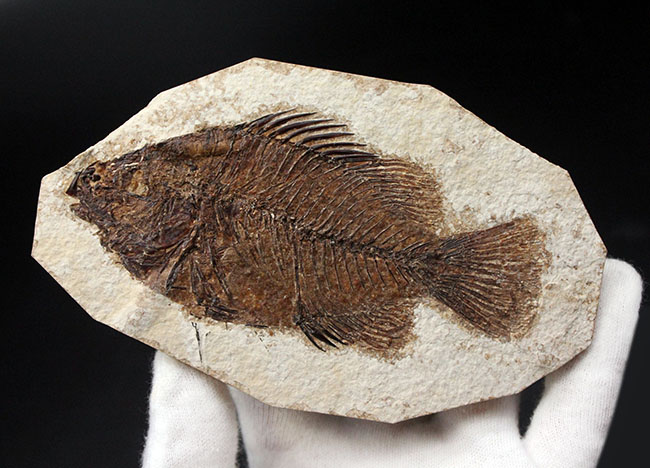 ５０００万年前の絶滅古代魚、グリーン・リバーフォーメーションの主的存在、古代魚、プリスカカラ(Priscacara liops)（その4）