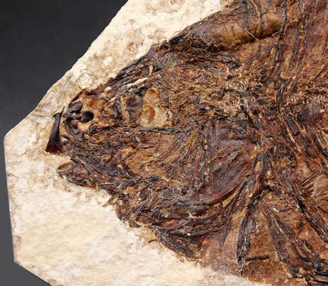 ５０００万年前の絶滅古代魚、グリーン・リバーフォーメーションの主的存在、古代魚、プリスカカラ(Priscacara liops)（その5）