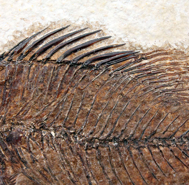 ５０００万年前の絶滅古代魚、グリーン・リバーフォーメーションの主的存在、古代魚、プリスカカラ(Priscacara liops)（その6）