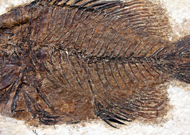 ５０００万年前の絶滅古代魚、グリーン・リバーフォーメーションの主的存在、古代魚、プリスカカラ(Priscacara liops)（その7）