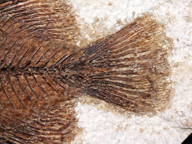 5000万年前の絶滅古代魚、グリーン・リバーフォーメーションの主的