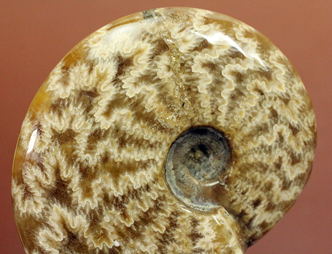 白亜紀のアンモナイトらしいグロテスクな縫合線を楽しめる標本。オマケで遊色する箇所あり。（その11）