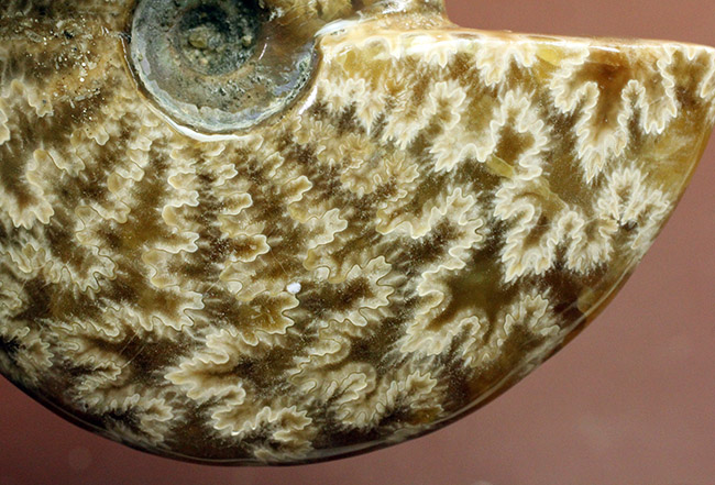 白亜紀のアンモナイトらしいグロテスクな縫合線を楽しめる標本。オマケで遊色する箇所あり。（その12）