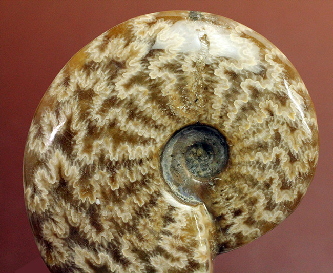 白亜紀のアンモナイトらしいグロテスクな縫合線を楽しめる標本。オマケで遊色する箇所あり。（その2）