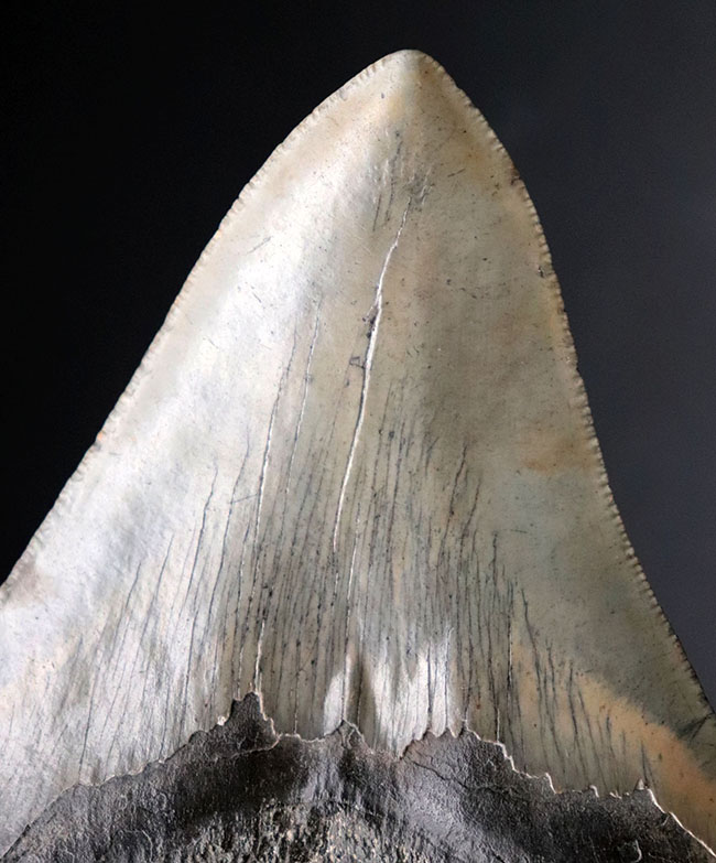 厳選品！サイズ、保存状態、ナチュラル度、どれをとってもハイクラス！メガロドン（Carcharodon megalodon）の歯化石（その1）