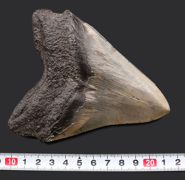 厳選品！サイズ、保存状態、ナチュラル度、どれをとってもハイクラス！メガロドン（Carcharodon megalodon）の歯化石（その12）