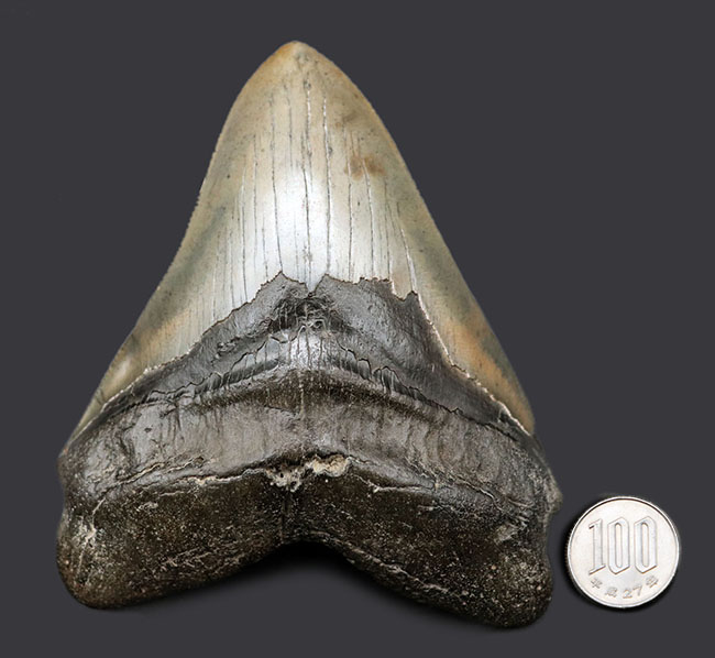厳選品！サイズ、保存状態、ナチュラル度、どれをとってもハイクラス！メガロドン（Carcharodon megalodon）の歯化石（その13）