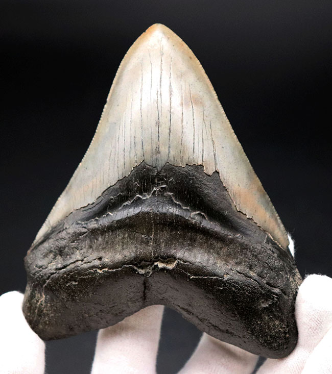 厳選品！サイズ、保存状態、ナチュラル度、どれをとってもハイクラス！メガロドン（Carcharodon megalodon）の歯化石（その3）