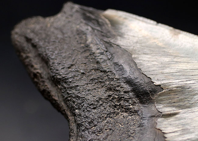 厳選品！サイズ、保存状態、ナチュラル度、どれをとってもハイクラス！メガロドン（Carcharodon megalodon）の歯化石（その5）