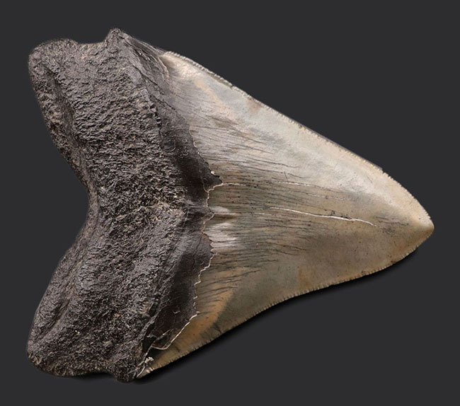 厳選品！サイズ、保存状態、ナチュラル度、どれをとってもハイクラス！メガロドン（Carcharodon megalodon）の歯化石（その7）