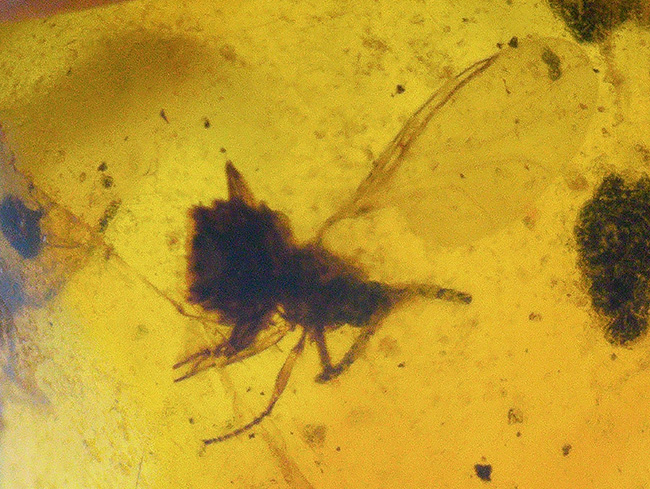 古代の環境を内包したタイムカプセル!中南米ドミニカ共和国産の虫入り琥珀(Amber)(その1)