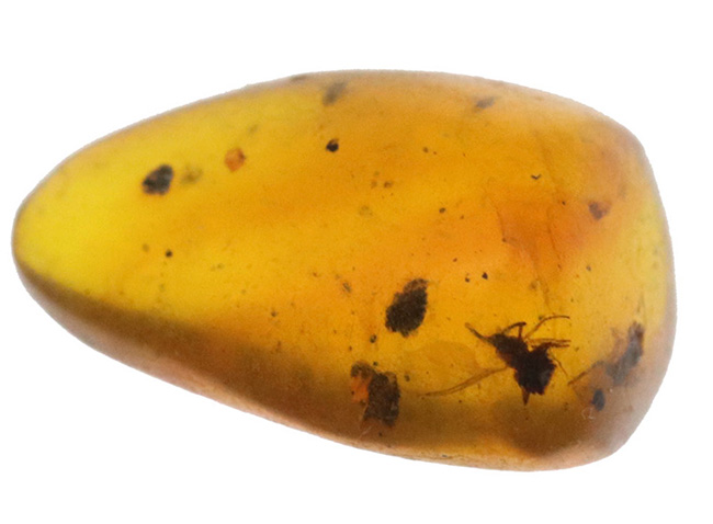 古代の環境を内包したタイムカプセル!中南米ドミニカ共和国産の虫入り琥珀(Amber)(その2)