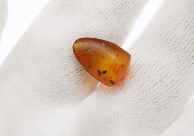古代の環境を内包したタイムカプセル!中南米ドミニカ共和国産の虫入り琥珀(Amber)(その3)