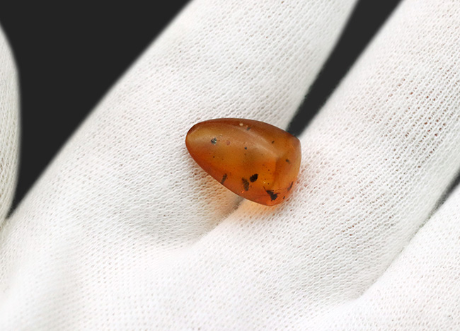 古代の環境を内包したタイムカプセル!中南米ドミニカ共和国産の虫入り琥珀(Amber)(その4)