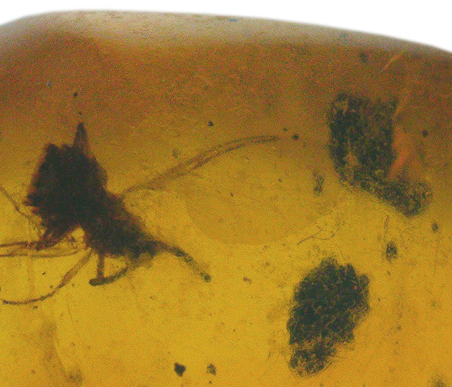 古代の環境を内包したタイムカプセル!中南米ドミニカ共和国産の虫入り琥珀(Amber)(その5)