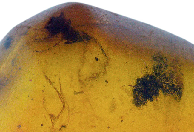 古代の環境を内包したタイムカプセル!中南米ドミニカ共和国産の虫入り琥珀(Amber)(その6)