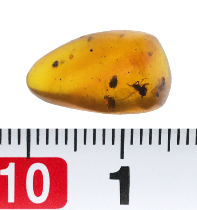 古代の環境を内包したタイムカプセル!中南米ドミニカ共和国産の虫入り琥珀(Amber)(その7)