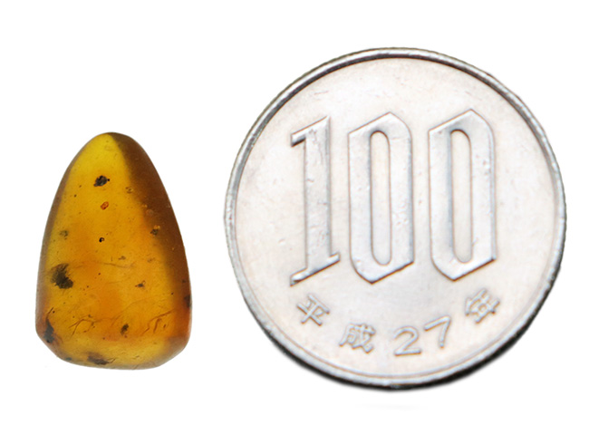 古代の環境を内包したタイムカプセル!中南米ドミニカ共和国産の虫入り琥珀(Amber)(その8)