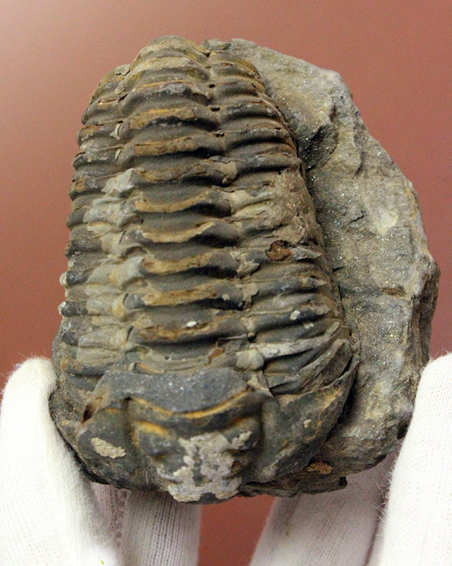 カーブ計測10.4センチ！母岩付き三葉虫カリメネ（Diacalymene）の