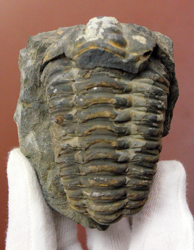 カーブ計測10.4センチ！母岩付き三葉虫カリメネ（Diacalymene）の