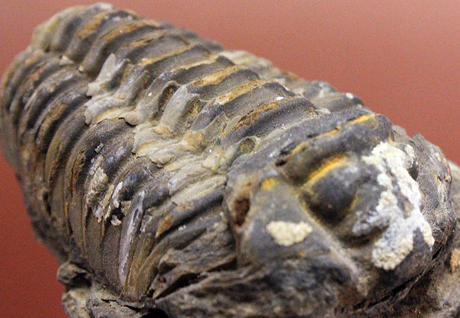 カーブ計測10.4センチ!母岩付き三葉虫カリメネ(Diacalymene)のビッグ標本。(その9)