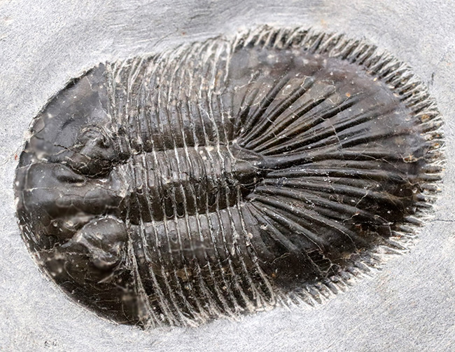 尾板のフリル、アーチともに保存された、レア三葉虫、ティサノペルティス・スペシオサ（Thysanopeltis speciosa）の完全個体（その10）
