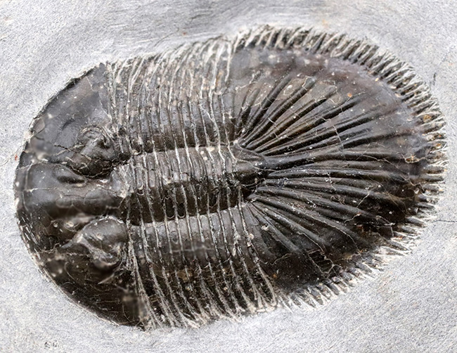 尾板のフリル、アーチともに保存された、レア三葉虫、ティサノペルティス・スペシオサ(Thysanopeltis speciosa)の完全個体(その10)