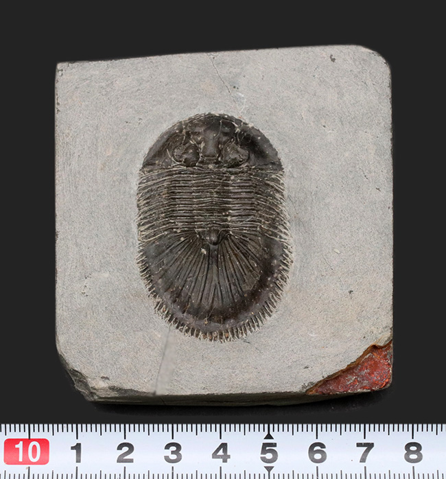 尾板のフリル、アーチともに保存された、レア三葉虫、ティサノペルティス・スペシオサ(Thysanopeltis speciosa)の完全個体(その11)