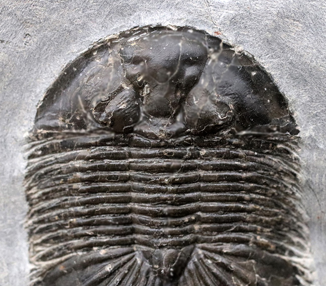 尾板のフリル、アーチともに保存された、レア三葉虫、ティサノペルティス・スペシオサ（Thysanopeltis speciosa）の完全個体（その3）
