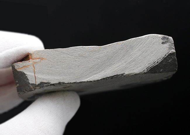 尾板のフリル、アーチともに保存された、レア三葉虫、ティサノペルティス・スペシオサ(Thysanopeltis speciosa)の完全個体(その7)