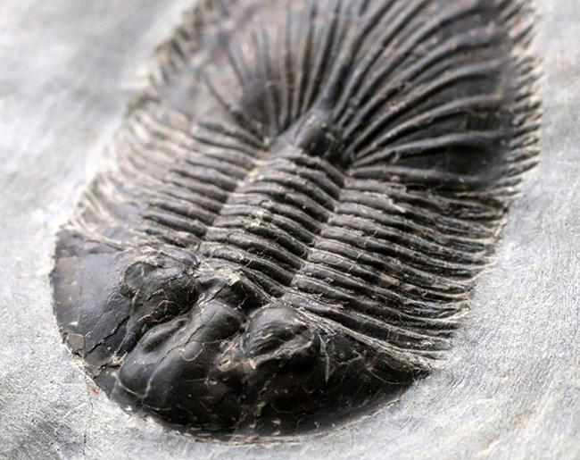 尾板のフリル、アーチともに保存された、レア三葉虫、ティサノペルティス・スペシオサ(Thysanopeltis speciosa)の完全個体(その8)