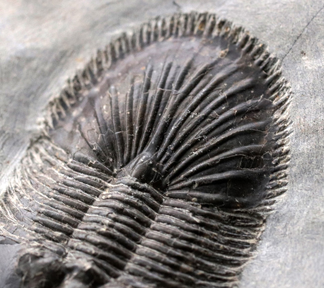 尾板のフリル、アーチともに保存された、レア三葉虫、ティサノペルティス・スペシオサ(Thysanopeltis speciosa)の完全個体(その9)