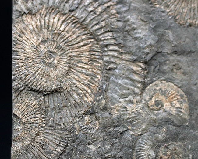 人気の黒ジュラ!ジュラ紀の示準化石、ダクチリオセラス(Dactylioceras)の群集化石。ドイツ・ホルツマーデン産(その1)