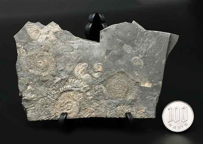 人気の黒ジュラ！ジュラ紀の示準化石、ダクチリオセラス（Dactylioceras）の群集化石。ドイツ・ホルツマーデン産（その10）