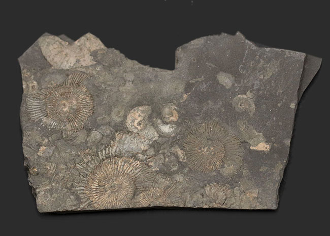 人気の黒ジュラ!ジュラ紀の示準化石、ダクチリオセラス(Dactylioceras)の群集化石。ドイツ・ホルツマーデン産(その2)