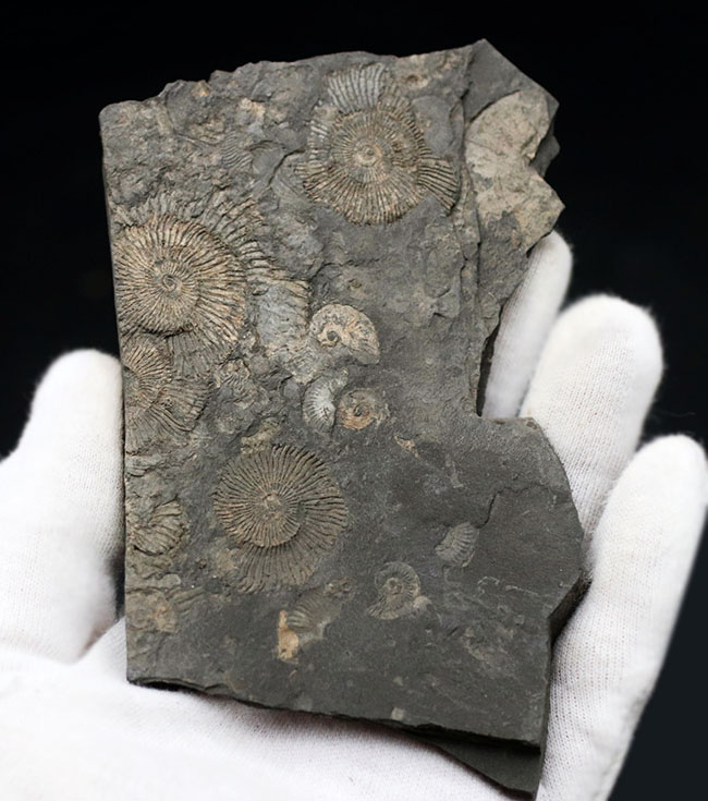 人気の黒ジュラ！ジュラ紀の示準化石、ダクチリオセラス（Dactylioceras）の群集化石。ドイツ・ホルツマーデン産（その3）