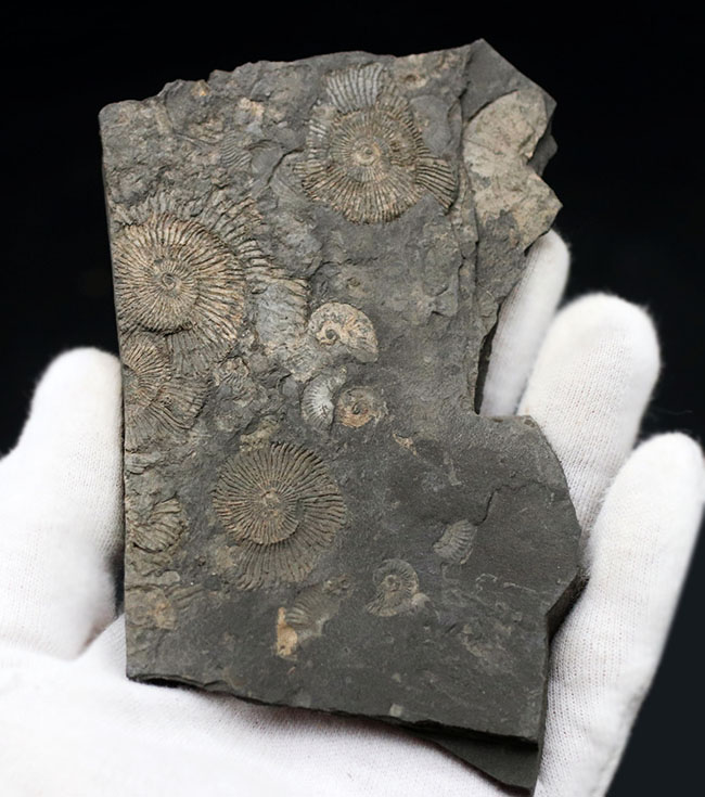 人気の黒ジュラ!ジュラ紀の示準化石、ダクチリオセラス(Dactylioceras)の群集化石。ドイツ・ホルツマーデン産(その3)