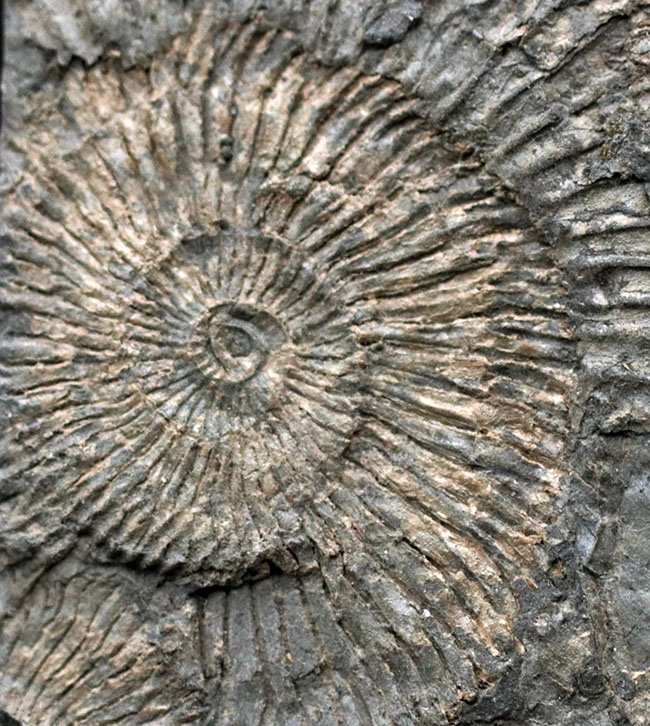 人気の黒ジュラ！ジュラ紀の示準化石、ダクチリオセラス（Dactylioceras）の群集化石。ドイツ・ホルツマーデン産（その4）