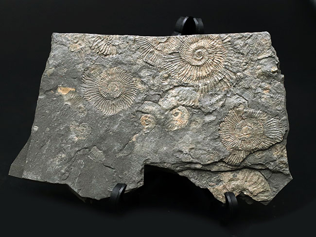 人気の黒ジュラ！ジュラ紀の示準化石、ダクチリオセラス（Dactylioceras）の群集化石。ドイツ・ホルツマーデン産（その5）